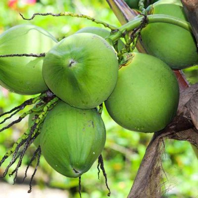 coconut-tree-5288844_1920